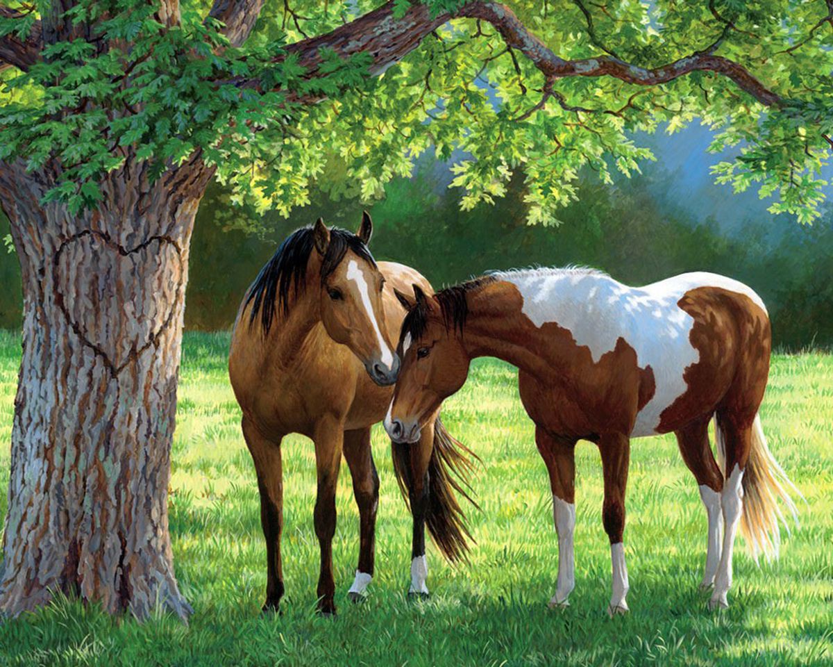 Paint By Numbers - Two Horses Standing In A Grassy Field - Framed- 40x50cm - Arterium