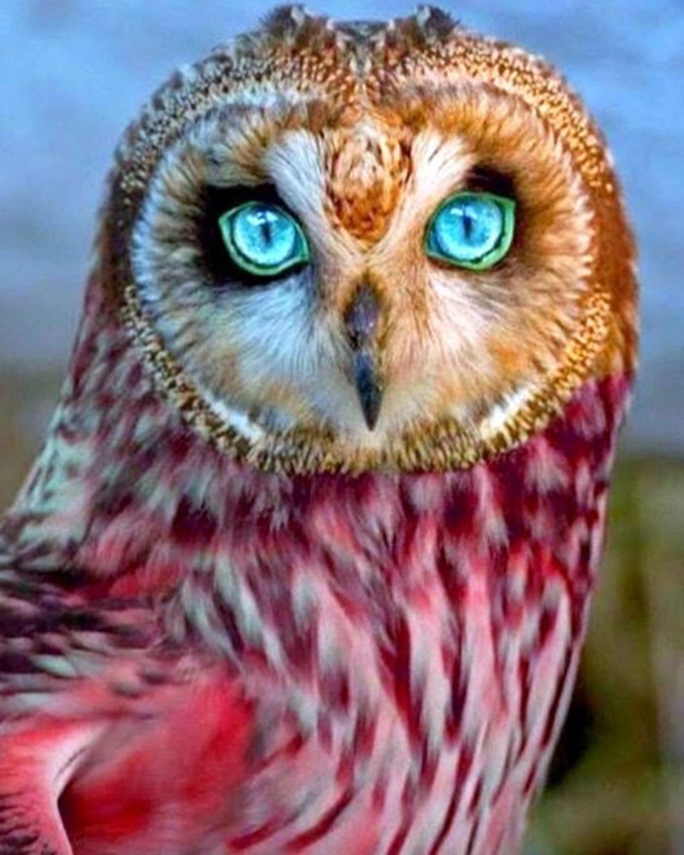 Paint By Numbers - Close Up Of An Owl - Framed- 40x50cm - Arterium