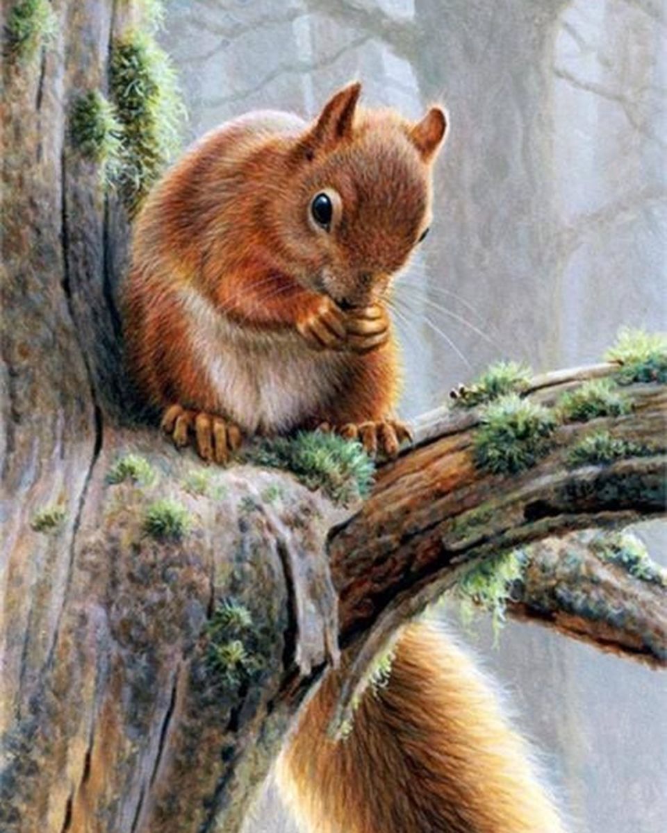 Paint By Numbers - Squirrel On The Branch Of A Tree Close-Up - Framed- 40x50cm - Arterium