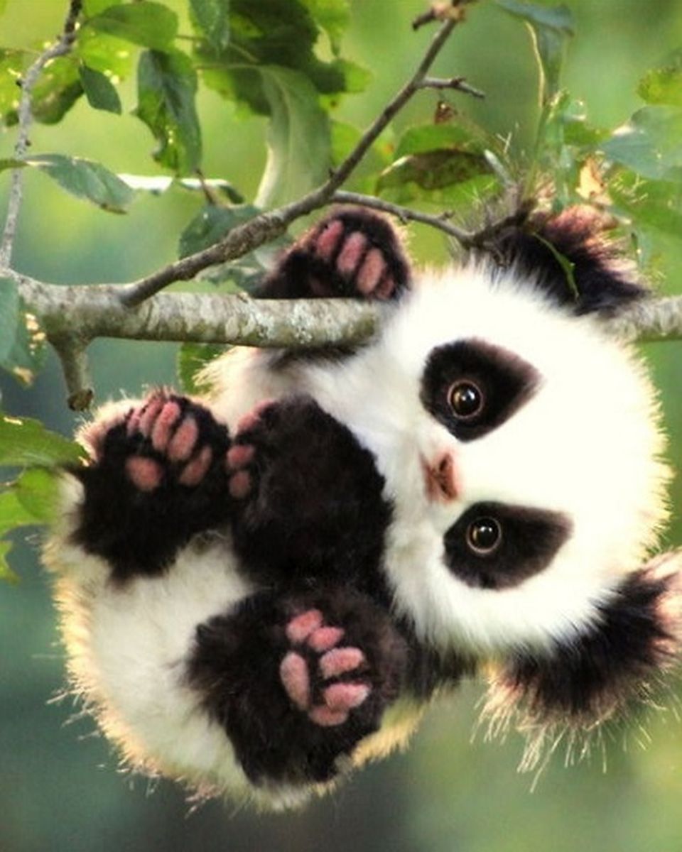 Paint By Numbers - Little Panda Hanging Of The Tree - Framed- 40x50cm - Arterium