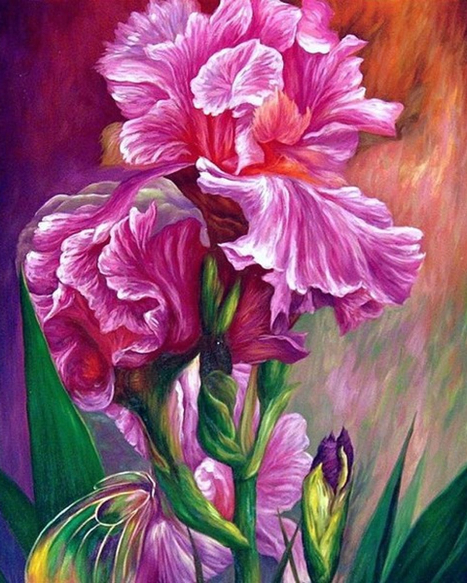Paint By Numbers - Iris In Full Bloom: A Vibrant And Colorful Painting - Framed- 40x50cm - Arterium