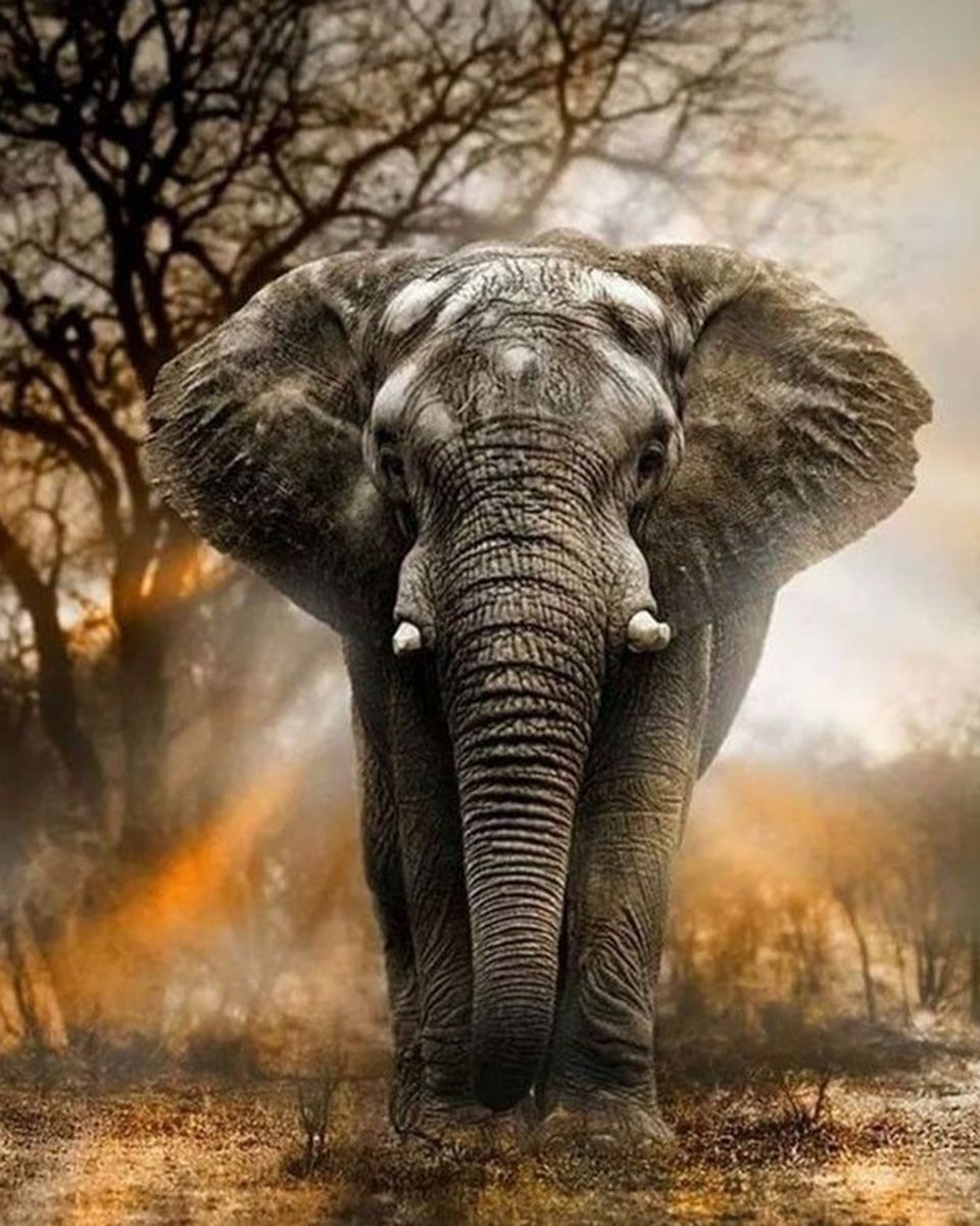 Paint By Numbers - Prominent Grey Elephant In Natural Barben Field - Framed- 40x50cm - Arterium