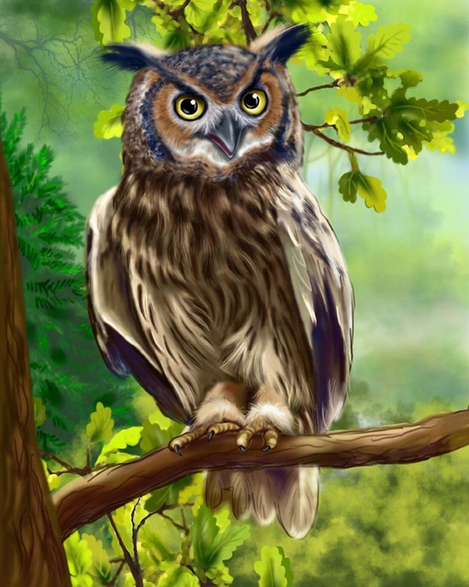 Paint By Numbers - Serene Forest: Majestic Long-Eared Owl In Profile - Framed- 40x50cm - Arterium