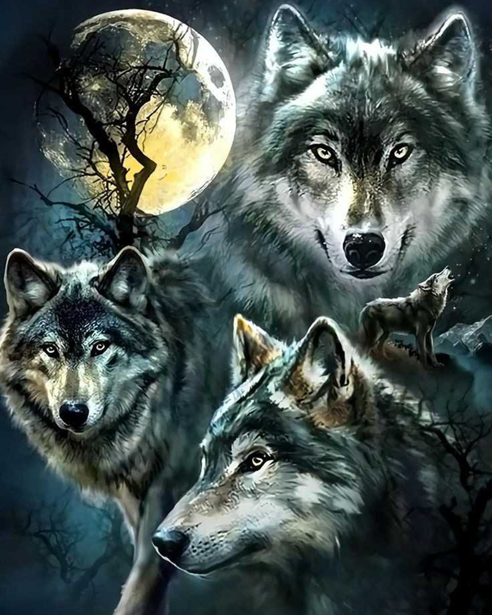 Paint By Numbers - Mystical Moonlit Wolves: A Captivating Painting Of Four Distinctive Canines In A Enigmatic Setting - Framed- 40x50cm - Arterium