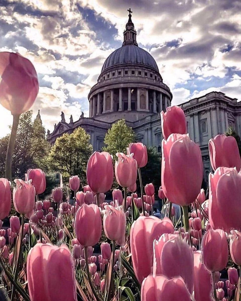 Paint By Numbers - Serene Pink Tulip Field And St. Paul'S Cathedral: A Harmonious Contrast - Framed- 40x50cm - Arterium