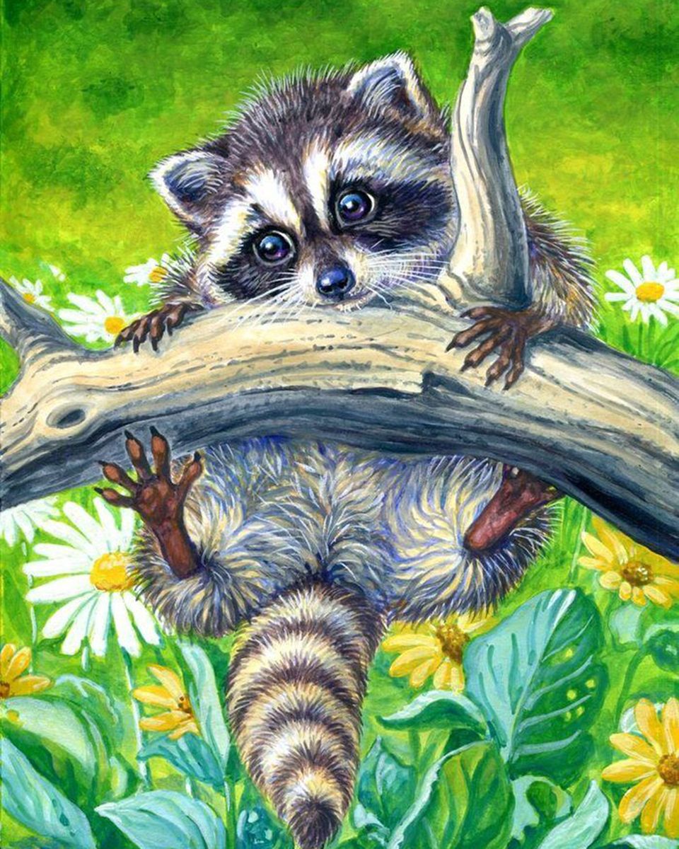 Paint By Numbers - Raccoon Hanging Of A Branch - Framed- 40x50cm - Arterium