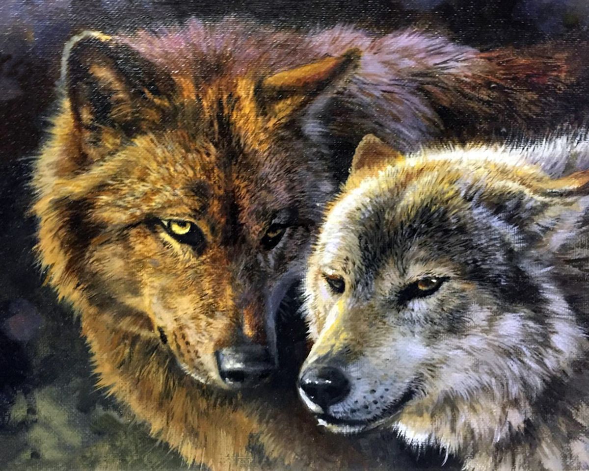 Paint By Numbers - Wolves In Contemplation: A Captivating Encounter - Framed- 40x50cm - Arterium