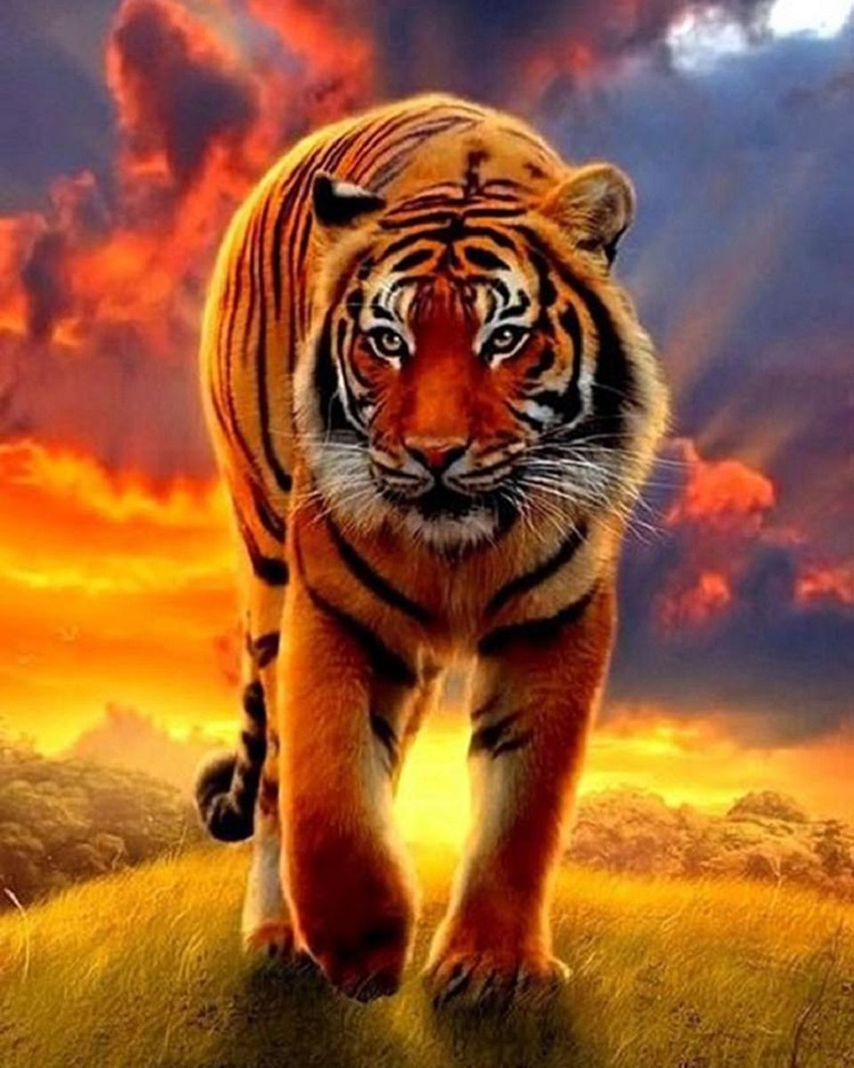Paint By Numbers - The Majestic Tiger In A Fiery Sky - Framed- 40x50cm - Arterium