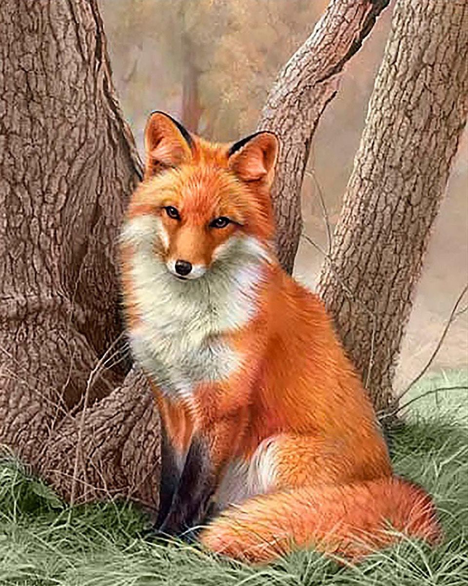 Paint By Numbers - Chill Fox In Lush Greenery - Framed- 40x50cm - Arterium