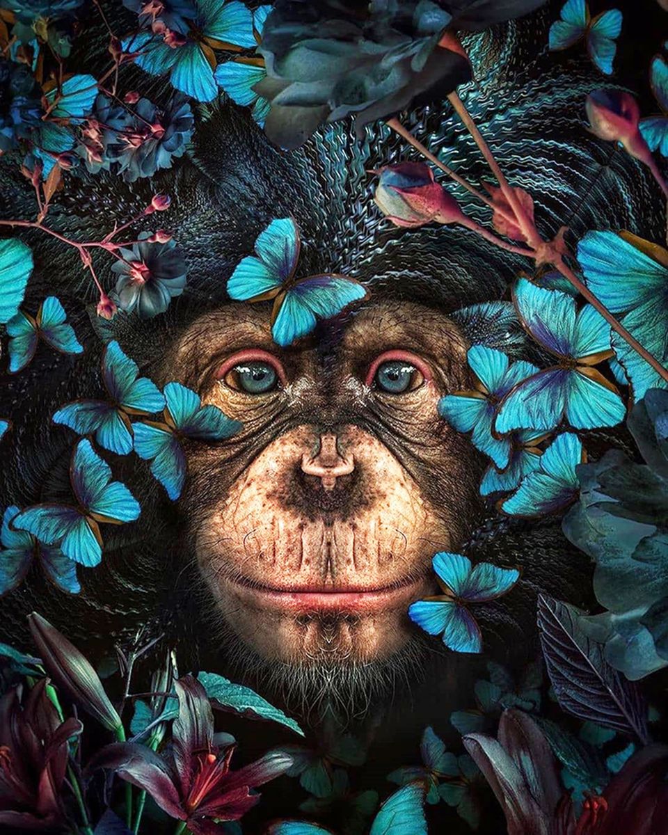 Paint By Numbers - Surreal Chimpanzee Collage: Whimsical Blend Of Flora And Butterflies - Framed- 40x50cm - Arterium