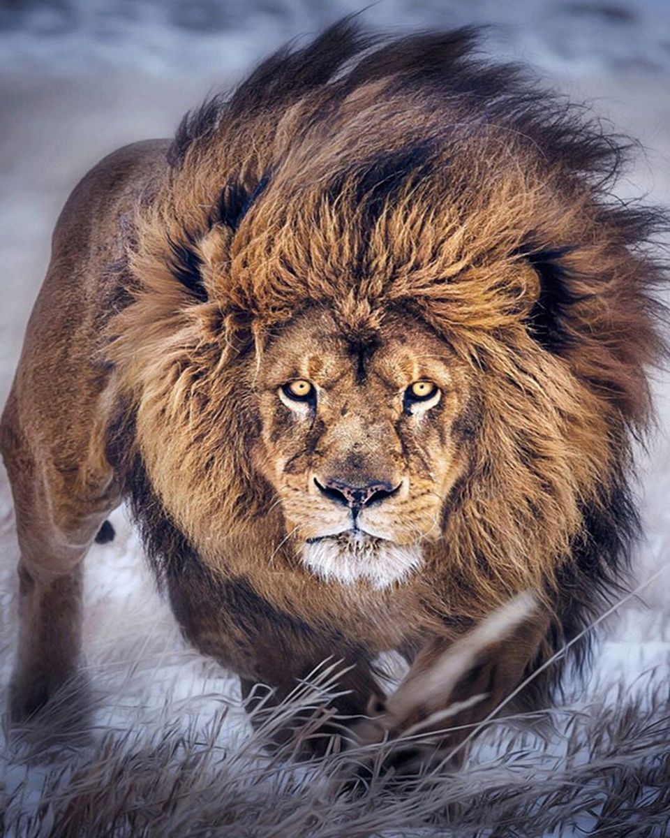 Paint By Numbers - Majestic Male Lion: Intense Close-Up Revealing Power And Predatory Nature - Framed- 40x50cm - Arterium