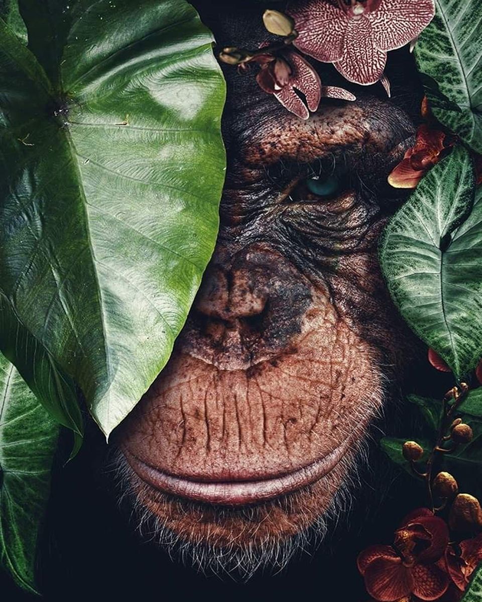 Paint By Numbers - Chimpanzee In Serene Forest: A Close-Up Encounter - Framed- 40x50cm - Arterium