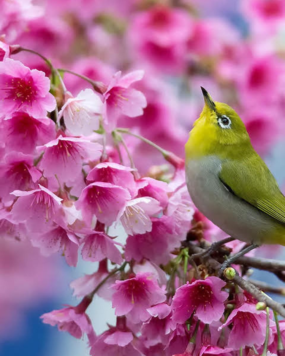 Paint By Numbers - Small Bird Amidst Blossoms - Framed- 40x50cm - Arterium