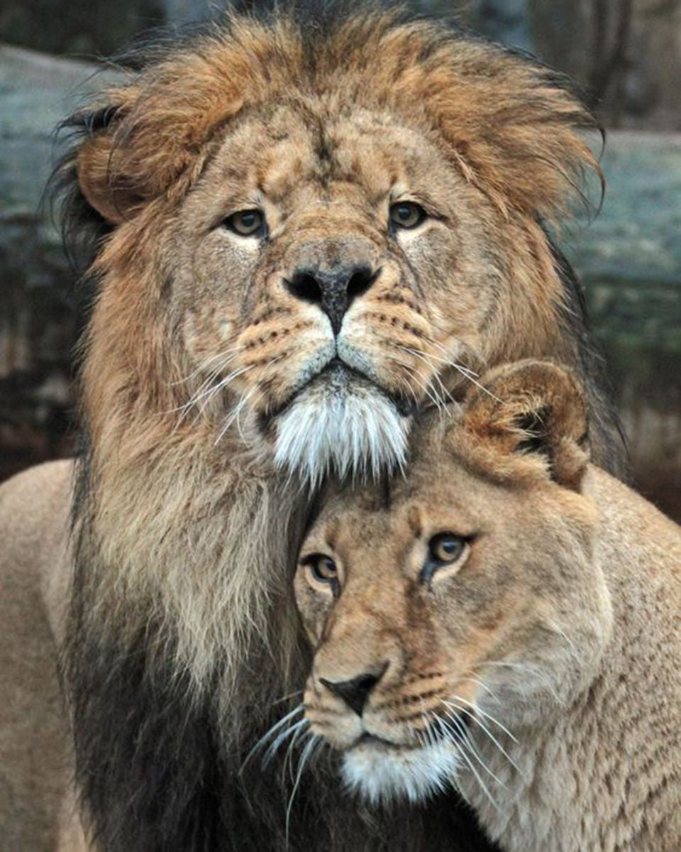 Paint By Numbers - Intimate Lion Pair: A Captivating Harmonious Portrait - Framed- 40x50cm - Arterium