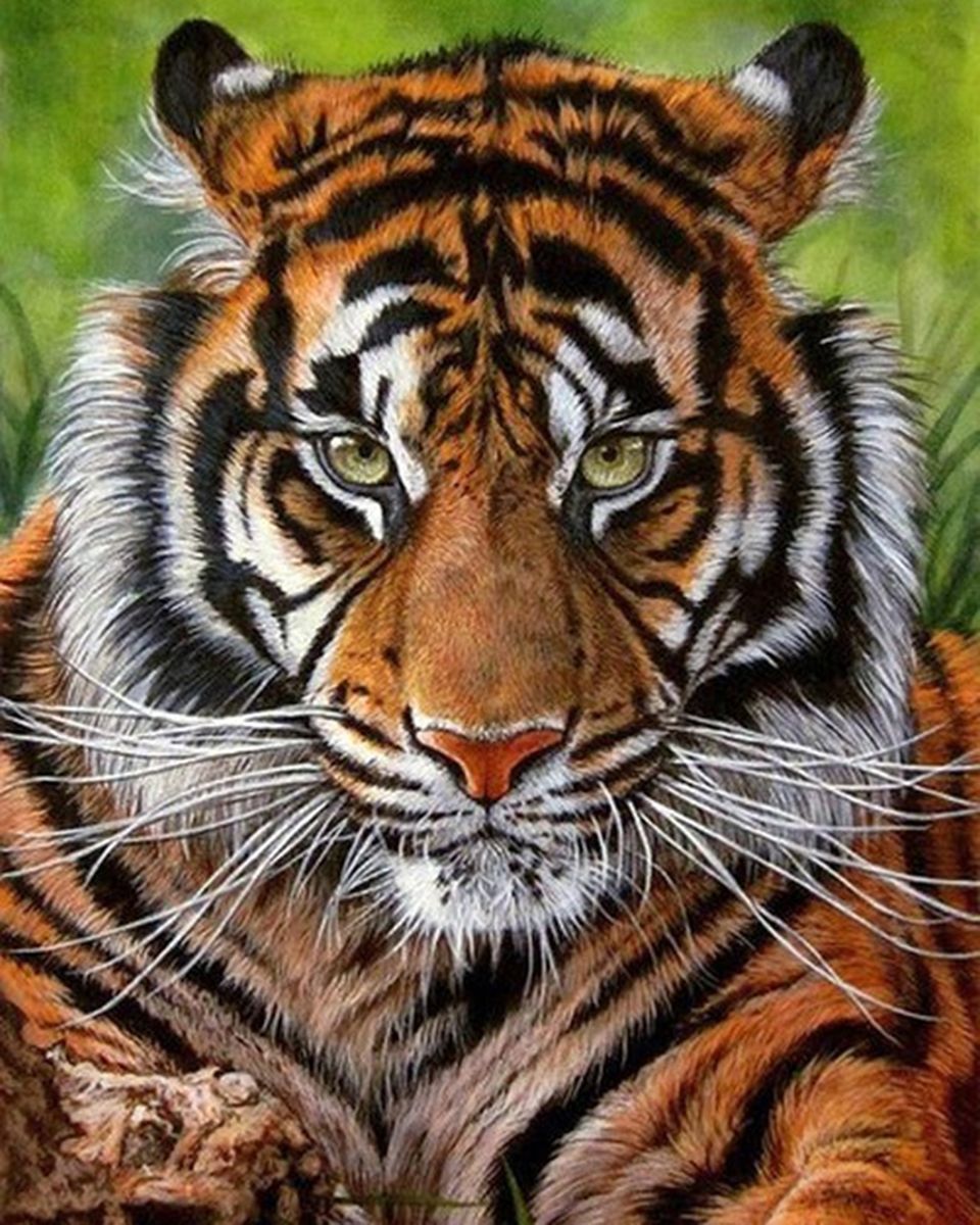 Paint By Numbers - Majestic Tiger: Capturing The Untamed Beauty - Framed- 40x50cm - Arterium