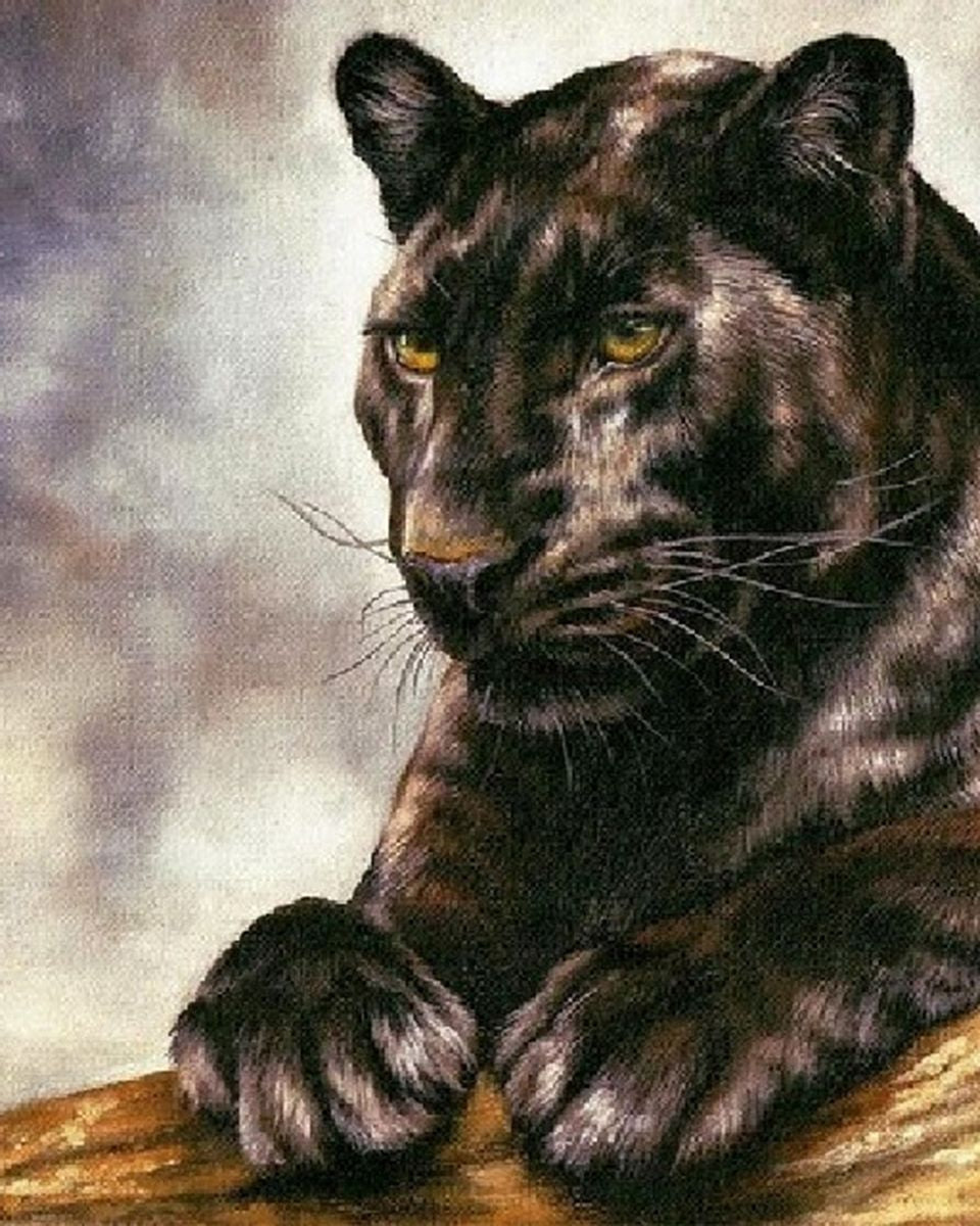 Paint By Numbers - Tranquil Black Panther: Serene Image Of Composed Majesty - Framed- 40x50cm - Arterium