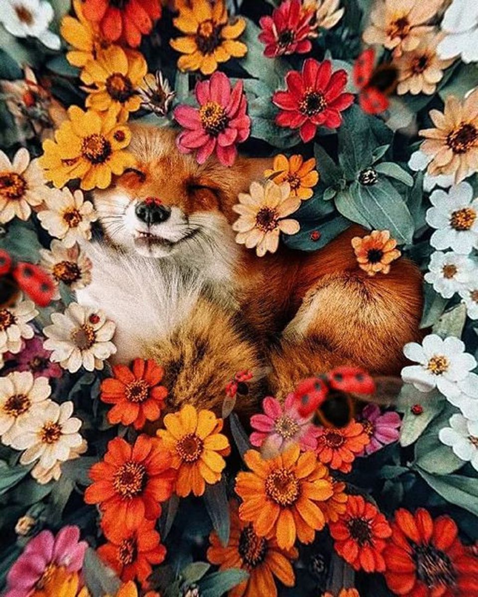 Paint By Numbers - Tranquil Fox Amidst Vibrant Floral Bed - Framed- 40x50cm - Arterium