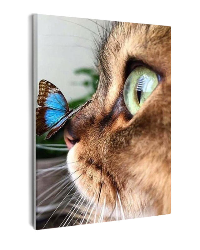 Paint By Numbers - Harmonious Coexistence: Serene Cat With Butterfly On Nose - Framed- 40x50cm - Arterium