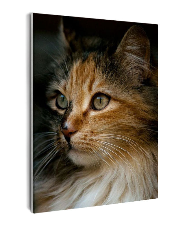 Paint By Numbers - Tranquil Close-Up Of Fluffy Orange And Black Cat With Green Eyes - Framed- 40x50cm - Arterium