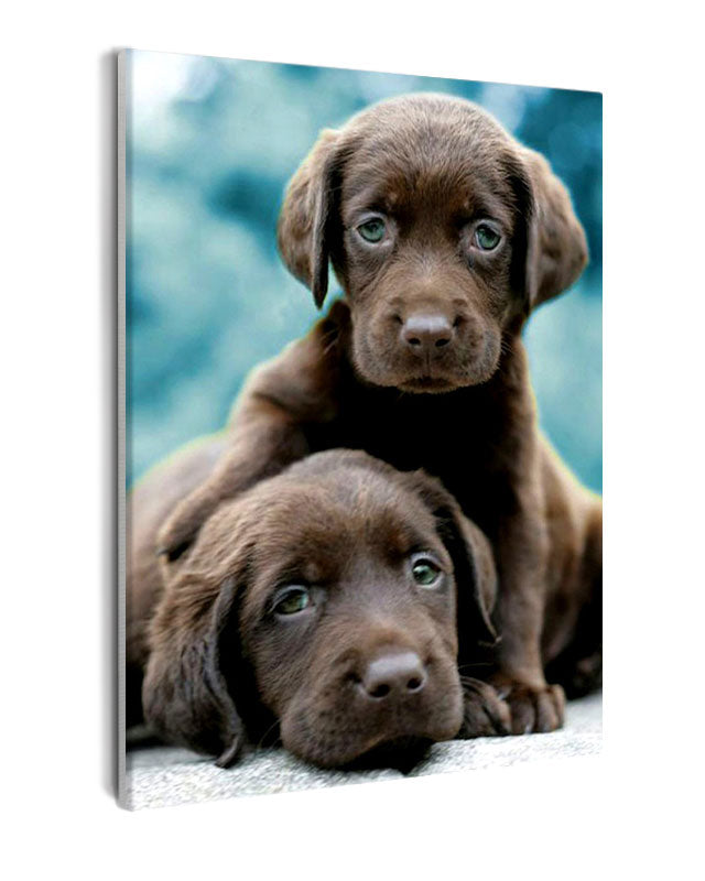 Paint By Numbers - Captivating Chocolate Lab Puppies: Curiosity And Wisdom In A Warm And Vital Image - Framed- 40x50cm - Arterium
