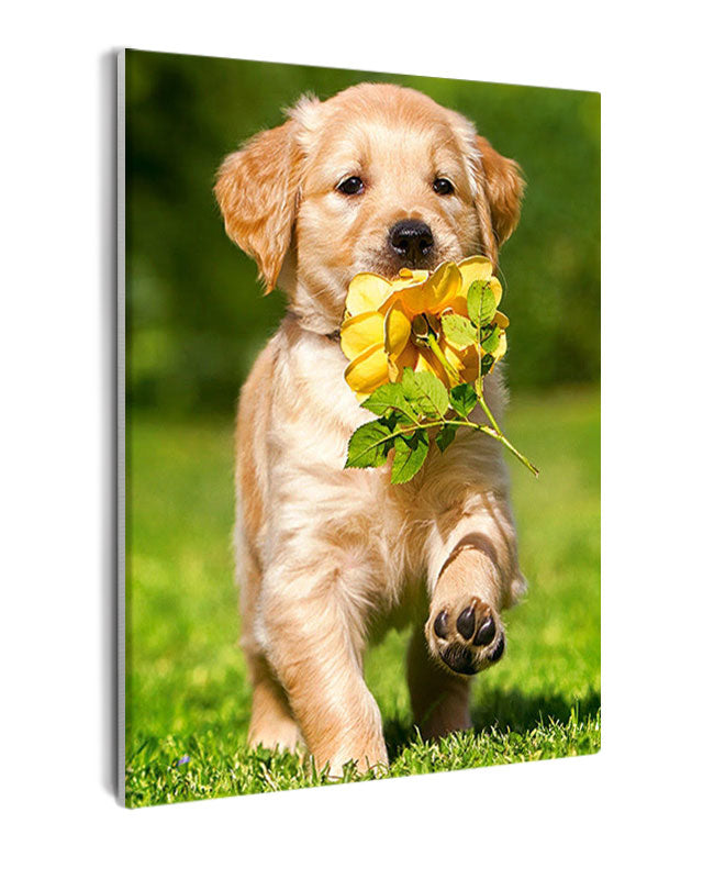Paint By Numbers - Golden Retriever Puppy Delights With Flower In Mouth On Green Lawn - Framed- 40x50cm - Arterium