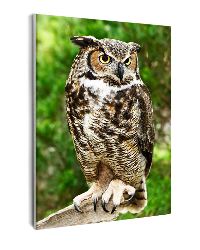Paint By Numbers - Captivating Great Horned Owl In Serene Forest - Framed- 40x50cm - Arterium
