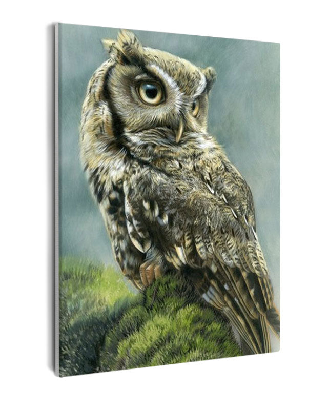 Paint By Numbers - Close Up Of An Owl - Framed- 40x50cm - Arterium