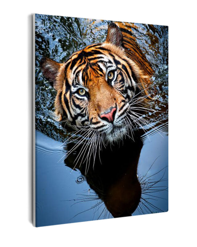 Paint By Numbers - Tiger In Water Looking At The Camera - Framed- 40x50cm - Arterium