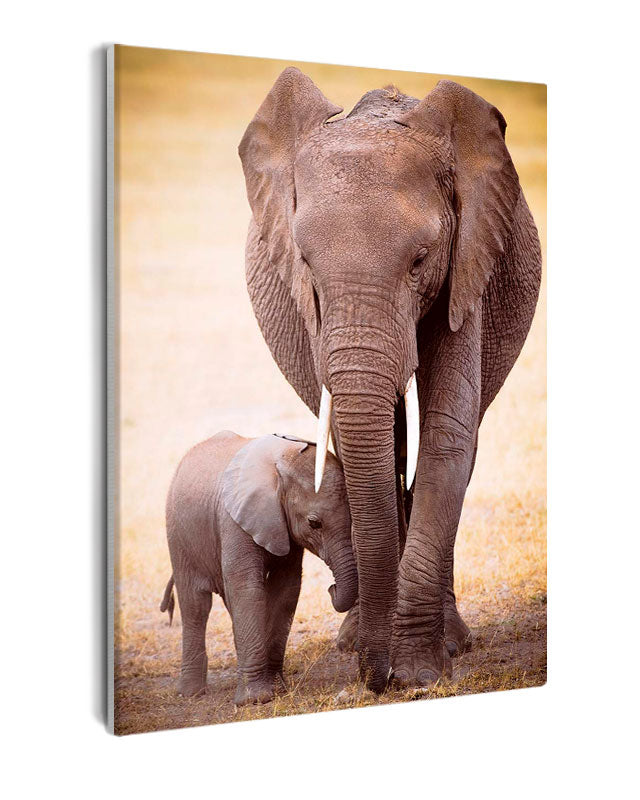 Paint By Numbers - Adult And Baby Elephant Walking Together: A Story In Physical Characteristics - Framed- 40x50cm - Arterium