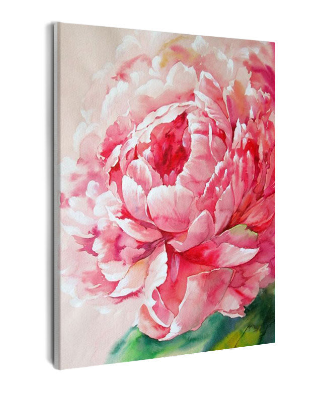 Paint By Numbers - Pink Peony - Framed- 40x50cm - Arterium