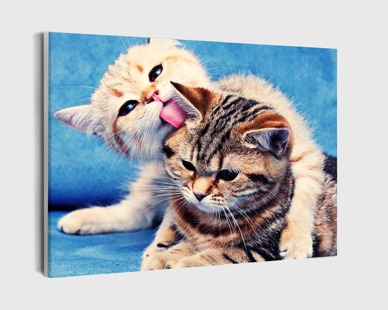 Paint By Numbers - Playful Kittens: Adorable Duo On Blue Blanket - Framed- 40x50cm - Arterium