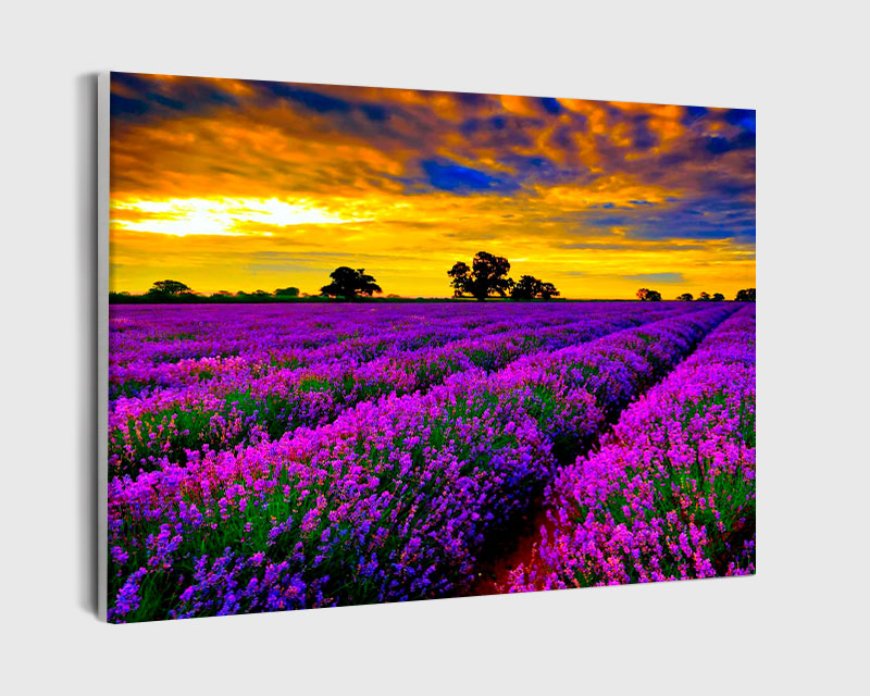 Paint By Numbers - Lavender Field At Sunset - Framed- 40x50cm - Arterium