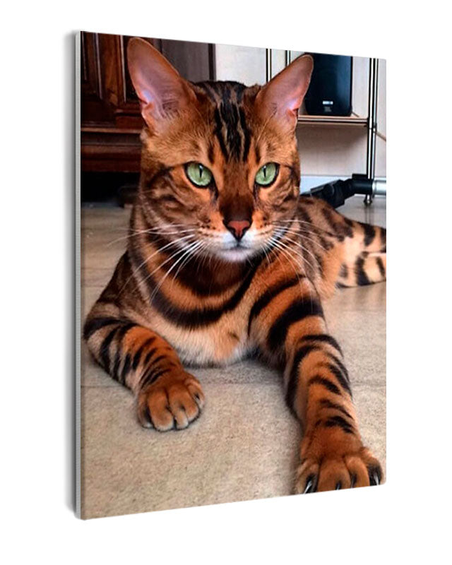 Paint By Numbers - Brown Realistic Cat With Green Eyes - Framed- 40x50cm - Arterium