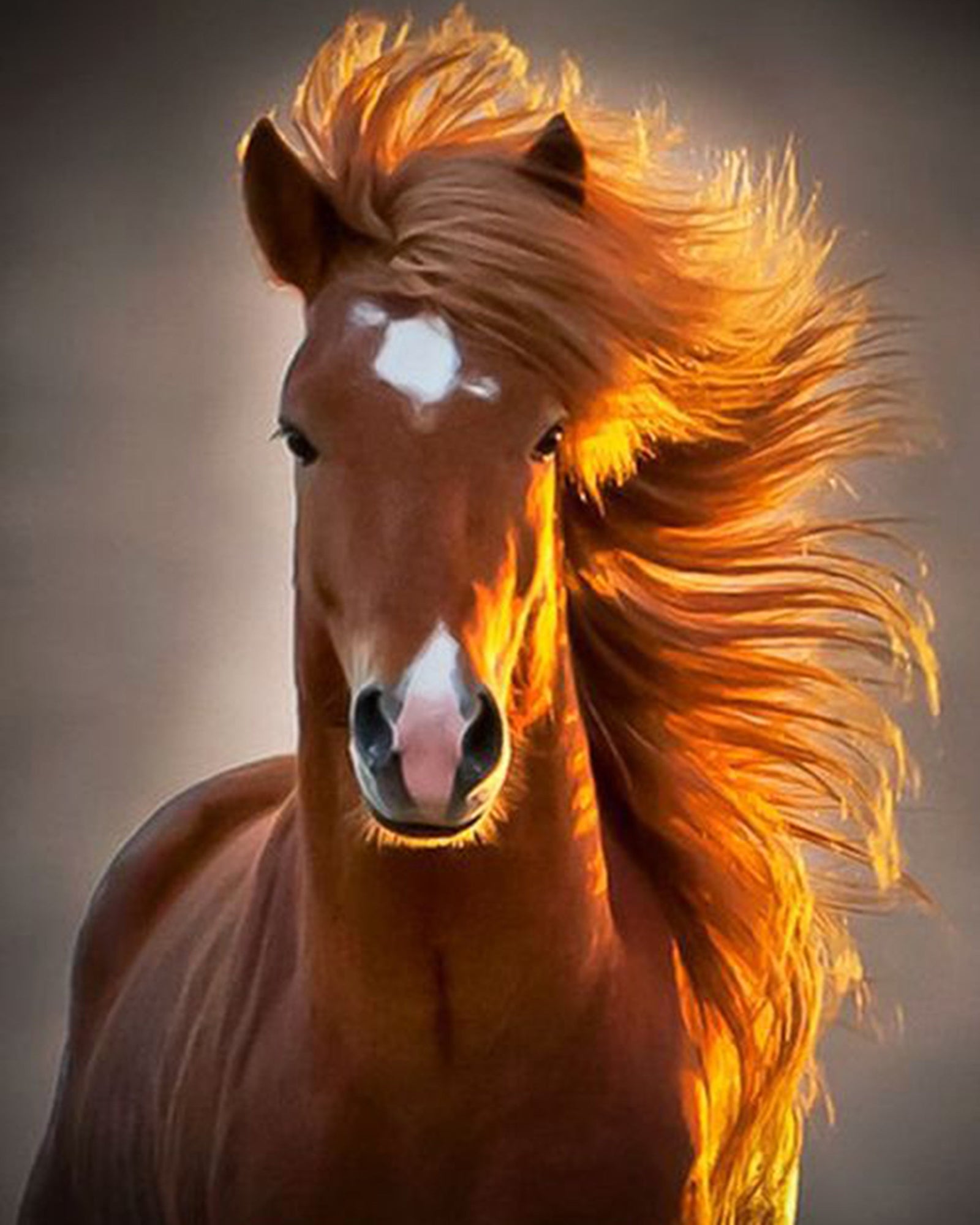 Paint By Numbers - Dynamic Galloping Chestnut Horse In Sunlit Field - Framed- 40x50cm - Arterium