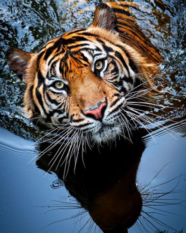 Paint By Numbers - Tiger In Water Looking At The Camera - Framed- 40x50cm - Arterium 