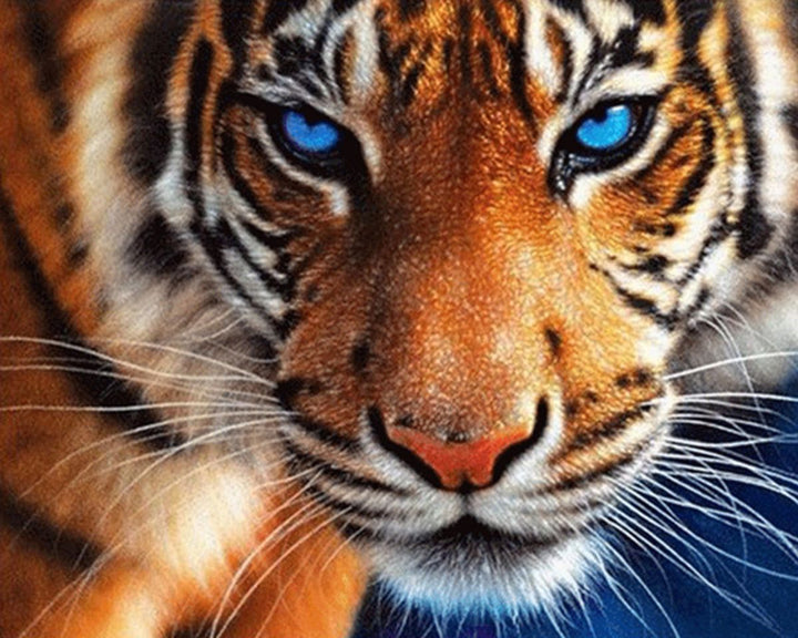 Paint By Numbers - Tiger With Blue Eyes - Framed- 40x50cm - Arterium 