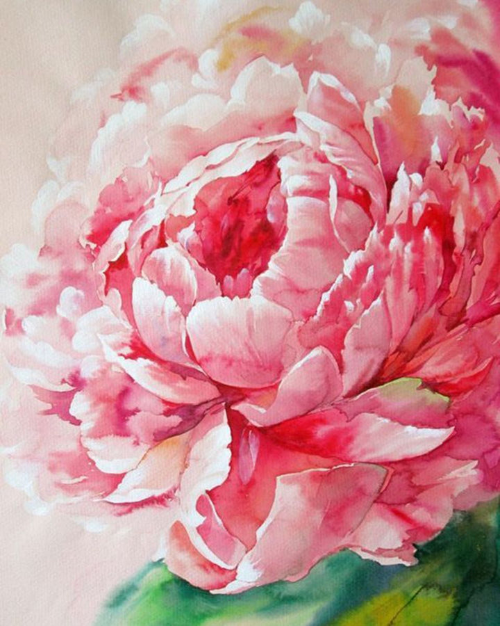 Paint By Numbers - Pink Peony - Framed- 40x50cm - Arterium 