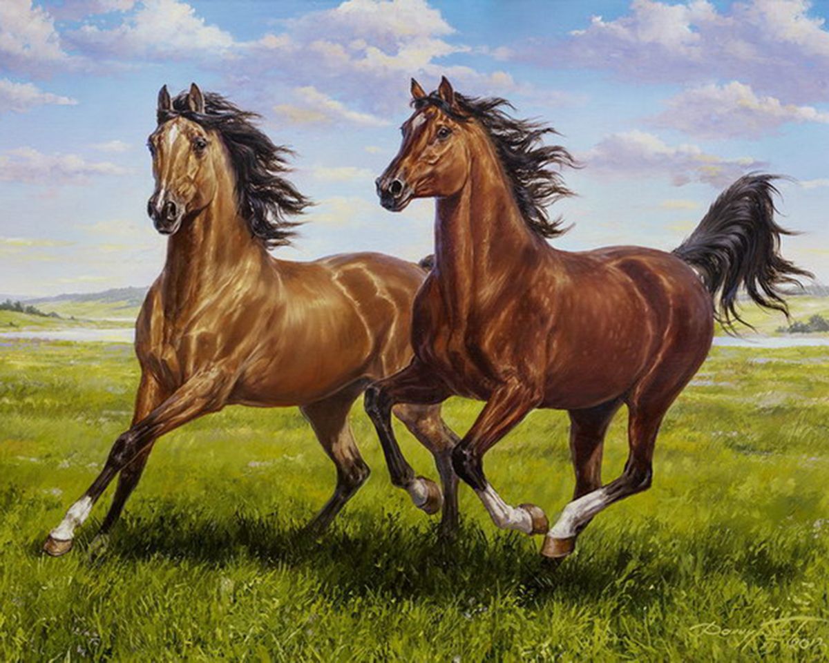 Paint By Numbers - Two Brown Horses Gallop On The Green Field - Framed- 40x50cm - Arterium 