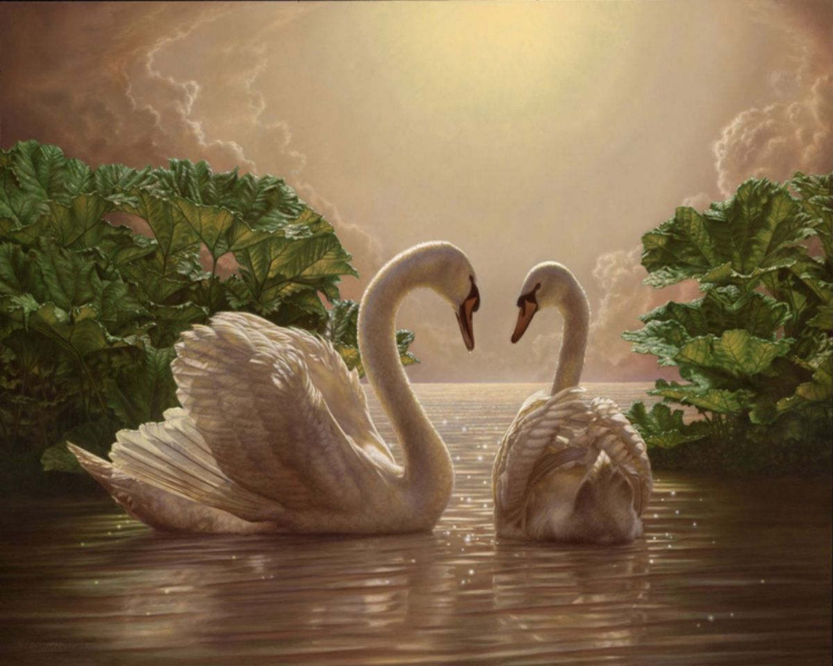 Paint By Numbers - Two Swans With A Grey Background - Framed- 40x50cm - Arterium 