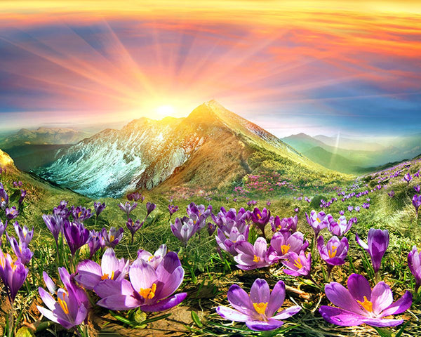 Paint By Numbers - Beautiful Sunrise Over The Mountain And Purple Flowers - Framed- 40x50cm - Arterium 