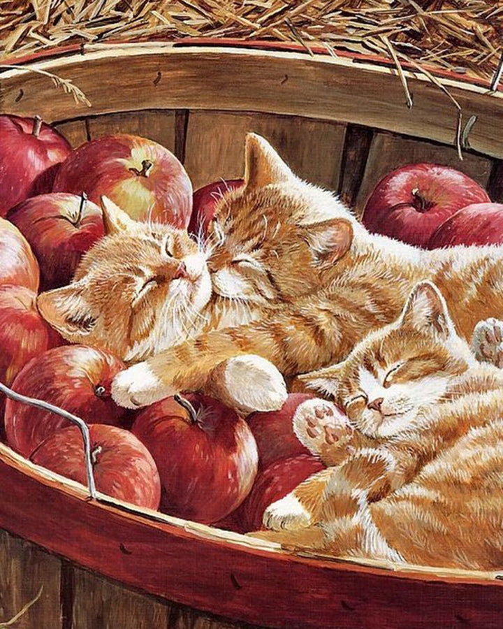 Paint By Numbers - Cozy Cat Trio Resting Among Abundant Apples On Wooden Surface - Framed- 40x50cm - Arterium 
