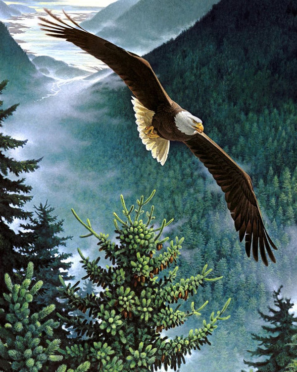 Paint By Numbers - Bald Eagle Soaring Over Majestic Forest And River - Framed- 40x50cm - Arterium 