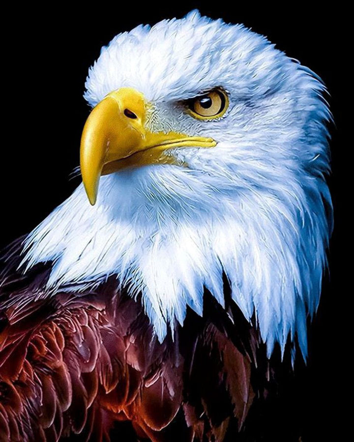 Paint By Numbers - Bald Eagle Close-Up: Majestic And Alert With Vibrant Yellow Eyes - Framed- 40x50cm - Arterium 