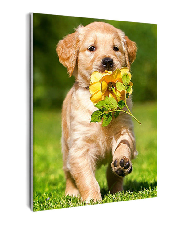 Paint By Numbers - Golden Retriever Puppy Delights With Flower In Mouth On Green Lawn - Framed- 40x50cm - Arterium 