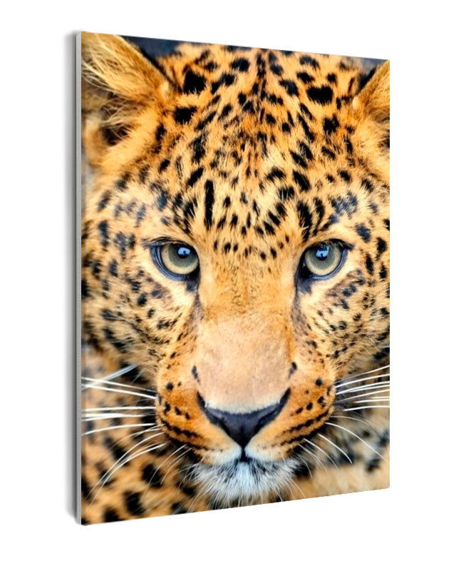 Paint By Numbers - Intense Gaze: Captivating Close-Up Of Leopard'S Face - Framed- 40x50cm - Arterium 