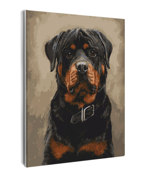 Paint By Numbers - Rottweiler Sitting Looking At The Camera - Framed- 40x50cm - Arterium 