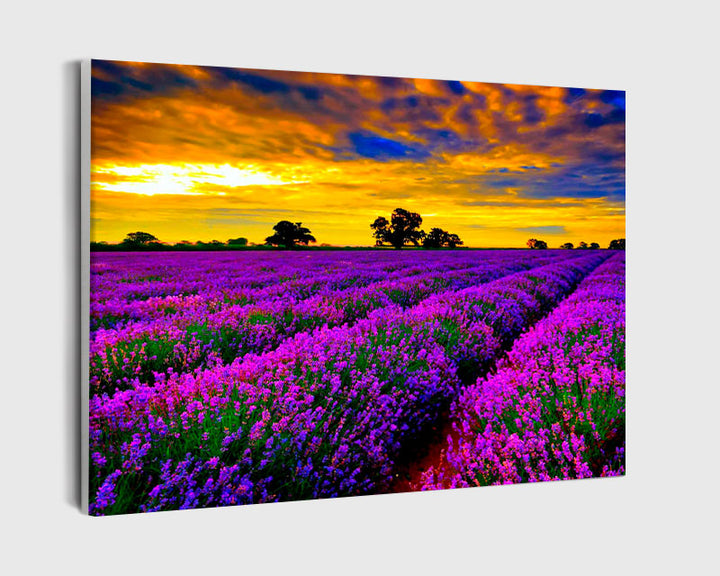 Paint By Numbers - Lavender Field At Sunset - Framed- 40x50cm - Arterium 